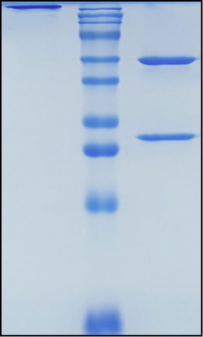 (Botensilimab)Biosimilar Reference Antibody