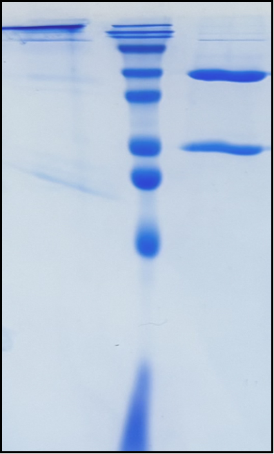 (Brentuximab)Biosimilar Reference Antibody