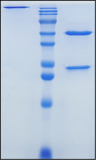 (Briquilimab)Biosimilar Reference Antibody
