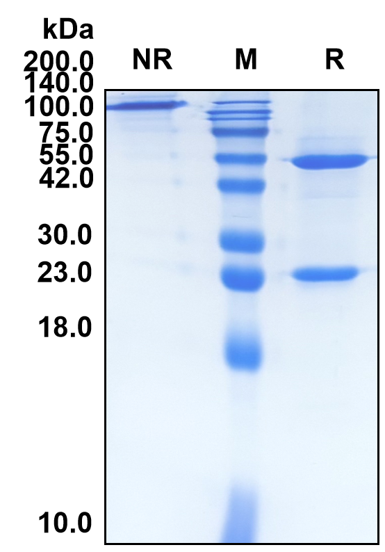 (Brodalumab)Biosimilar Reference Antibody