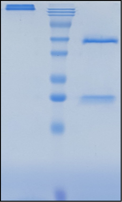 (Brontictuzumab)Biosimilar Reference Antibody