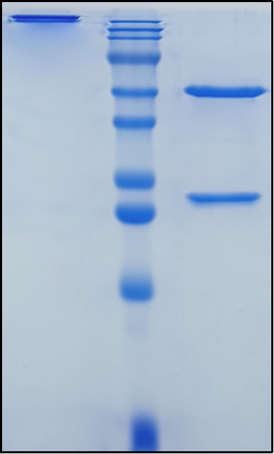 (Budigalimab)Biosimilar Reference Antibody