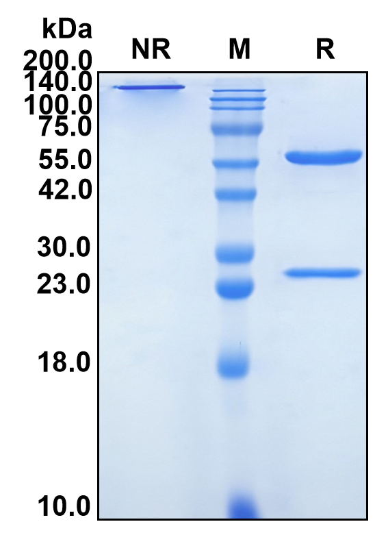 (Budoprutug)Biosimilar Reference Antibody