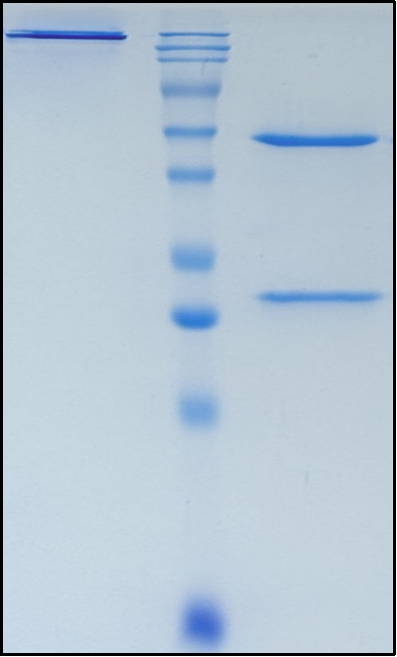 (Burfiralimab)Biosimilar Reference Antibody