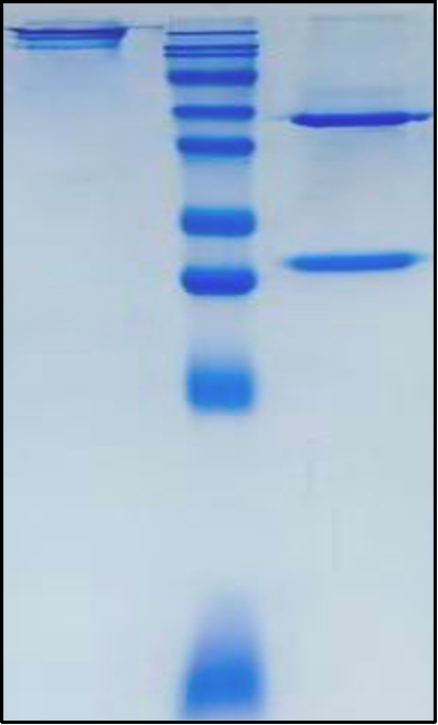 (Cabiralizumab)Biosimilar Reference Antibody