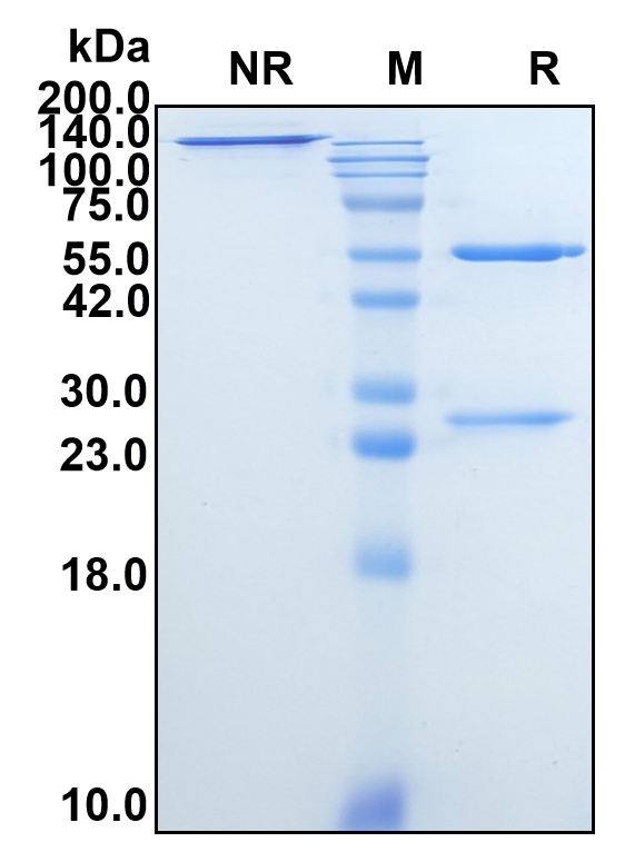 (Calpurbatug)Biosimilar Reference Antibody