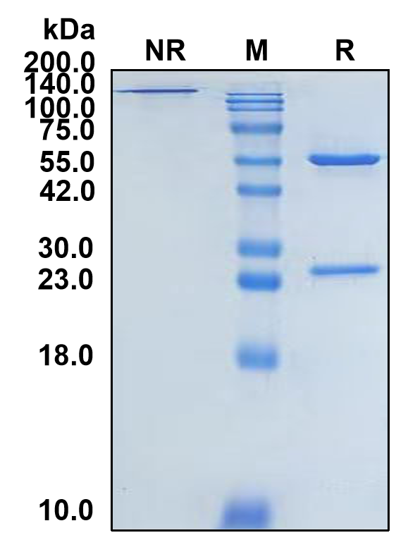 (Carotuximab)Biosimilar Reference Antibody