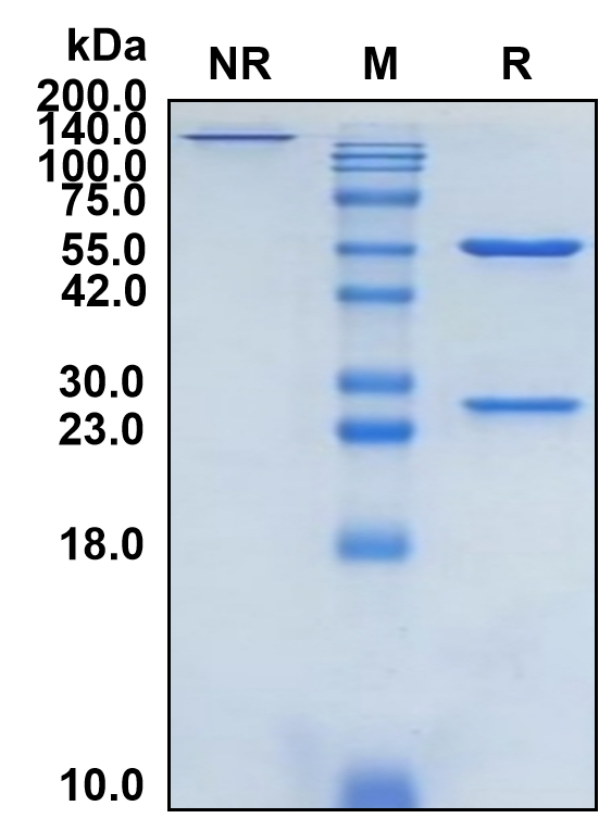 (Cendakimab)Biosimilar Reference Antibody