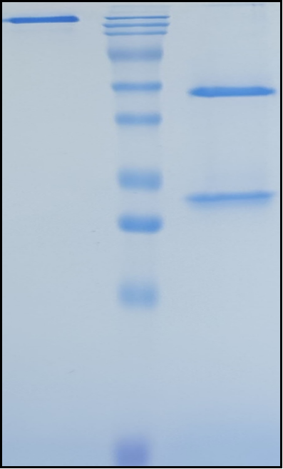 (Cepeprubart)Biosimilar Reference Antibody