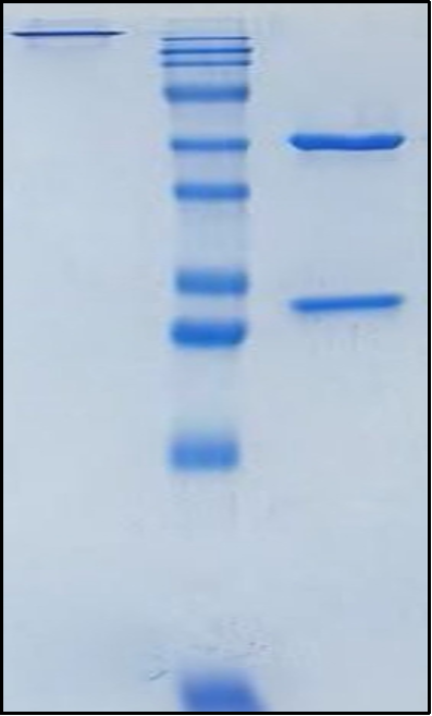 (Cergutuzumab)Biosimilar Reference Antibody