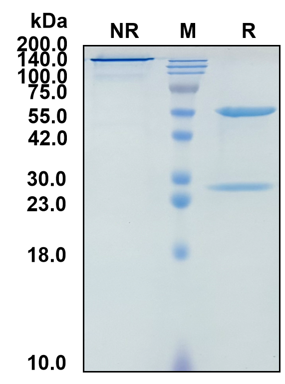 (Cetrelimab)Biosimilar Reference Antibody(PDCD1/CD279/PD1)(CAS NO:2050478-92-5)