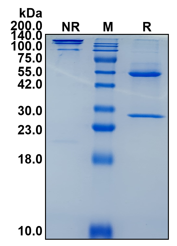 (Cetuximab)Biosimilar Reference Antibody(EGFR/ERBB1/HER1)(CAS NO:205923-56-4)