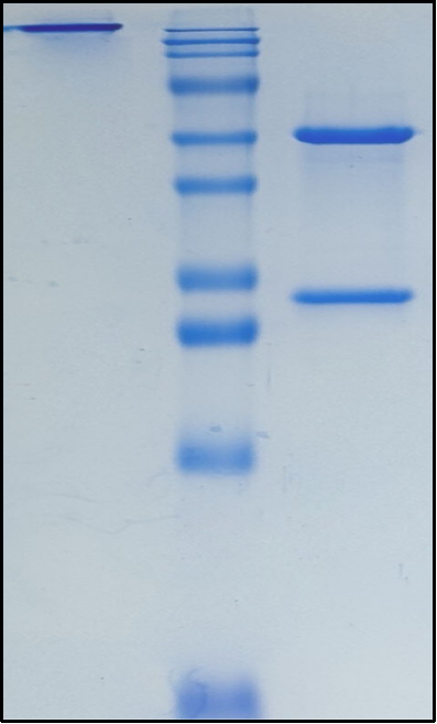(Cifurtilimab)Biosimilar Reference Antibody