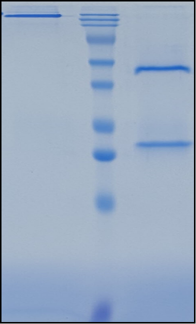 (Cirevetmab)Biosimilar Reference Antibody
