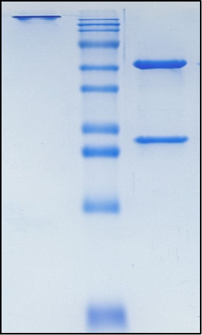 (Clesrovimab)Biosimilar Reference Antibody