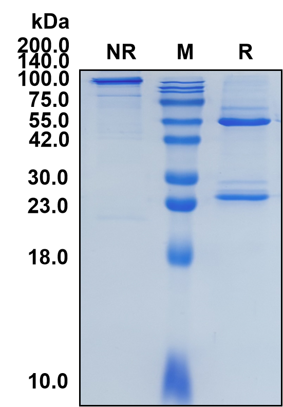 (Cobolimab)Biosimilar Reference Antibody
