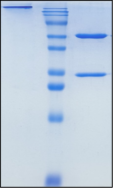 (Codrituzumab)Biosimilar Reference Antibody