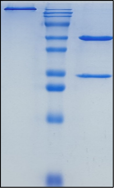 (Cofetuzumab)Biosimilar Reference Antibody