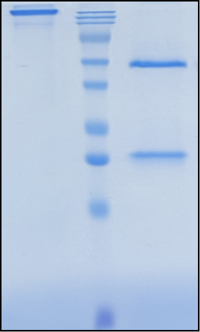 (Concizumab)Biosimilar Reference Antibody
