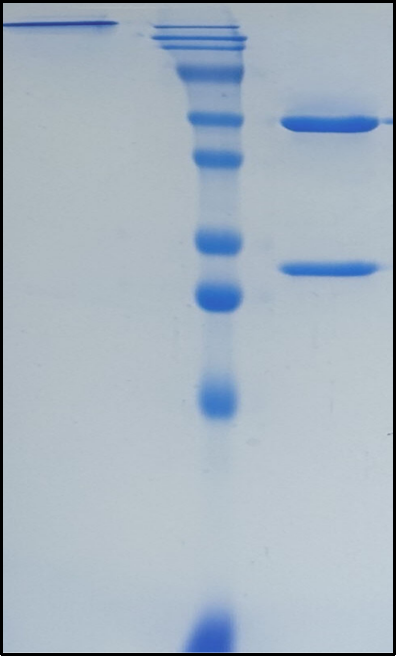 (Coramitug)Biosimilar Reference Antibody