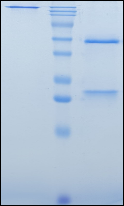(Crizanlizumab)Biosimilar Reference Antibody