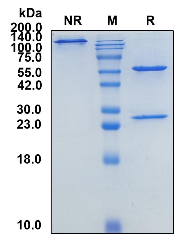 (Crovalimab)Biosimilar Reference Antibody