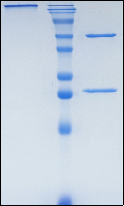 (Cusatuzumab)Biosimilar Reference Antibody