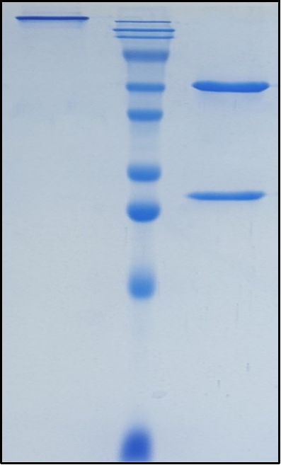 (Daclizumab)Biosimilar Reference Antibody