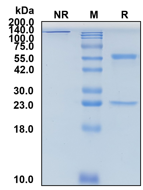 (Dafsolimab)Biosimilar Reference Antibody(CD3E)(CAS NO:2367001-71-4)