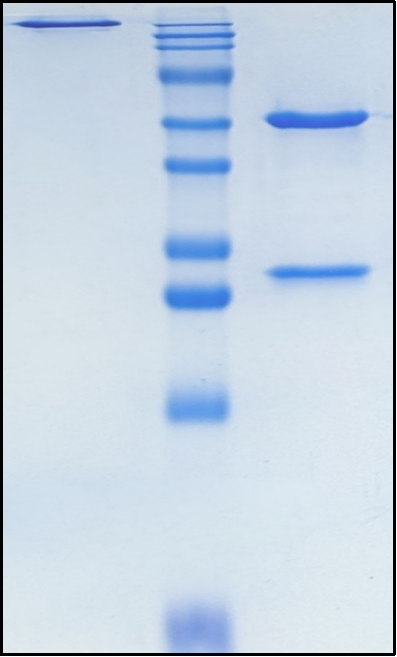 (Dalnicastobart)Biosimilar Reference Antibody