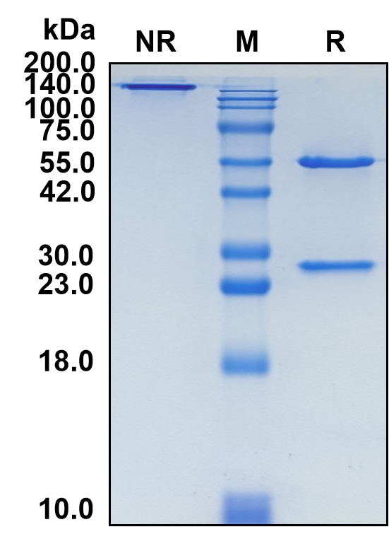 (Dalotuzumab)Biosimilar Reference Antibody