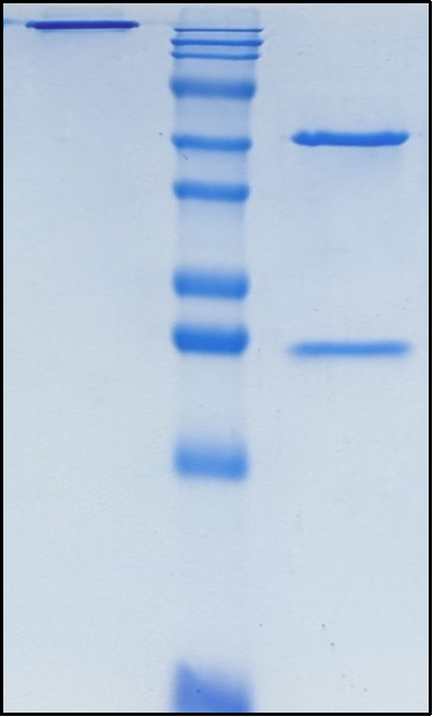 (Danburstotug)Biosimilar Reference Antibody