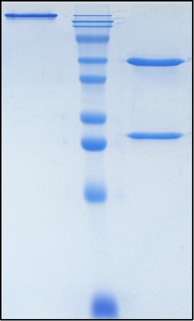 (Dargistotug)Biosimilar Reference Antibody