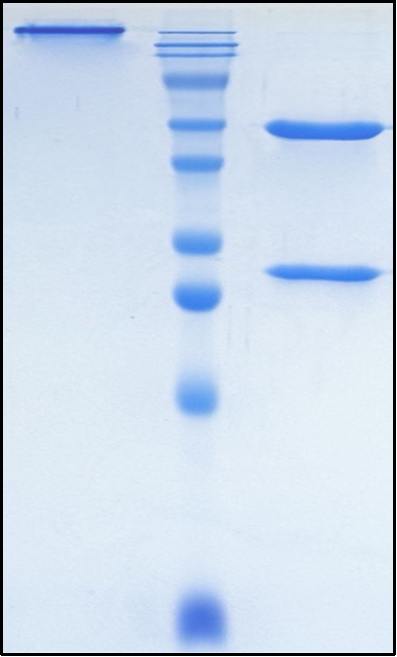 (Datopotamab)Biosimilar Reference Antibody