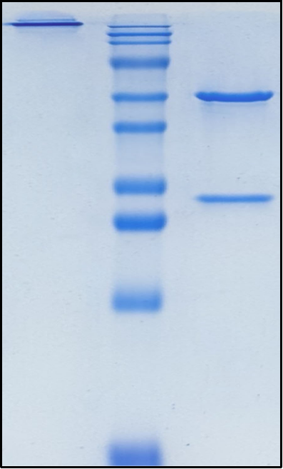 (Daxdilimab)Biosimilar Reference Antibody