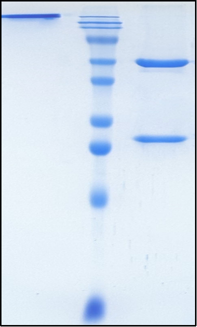 (Dazukibart)Biosimilar Reference Antibody
