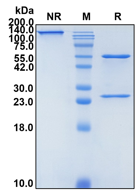 (Delpacibart)Biosimilar Reference Antibody