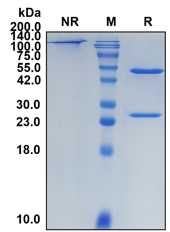 (Demupitamab)Biosimilar Reference Antibody