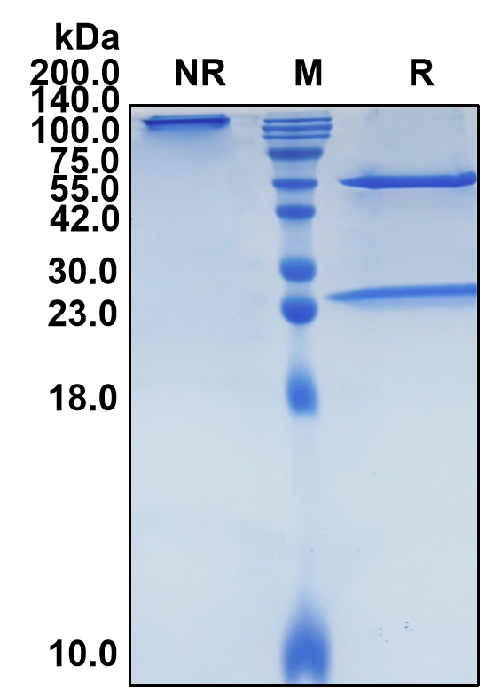 (Denosumab)Biosimilar Reference Antibody