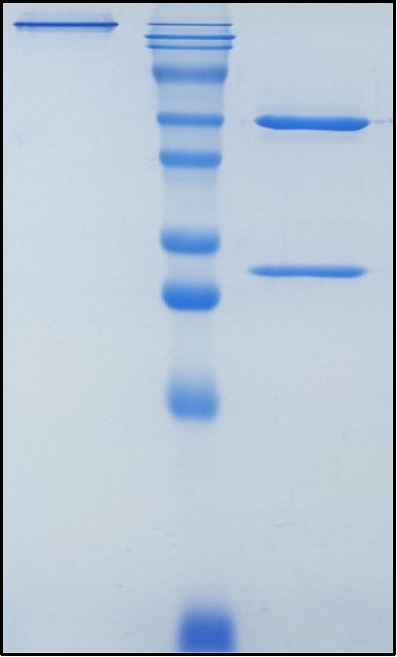 (Depatuxizumab)Biosimilar Reference Antibody