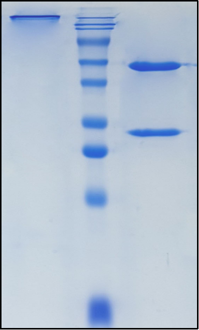 (Dinutuximab)Biosimilar Reference Antibody