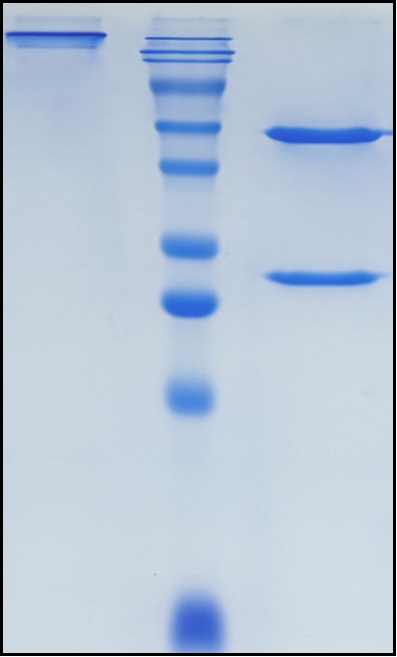 (Diridavumab)Biosimilar Reference Antibody