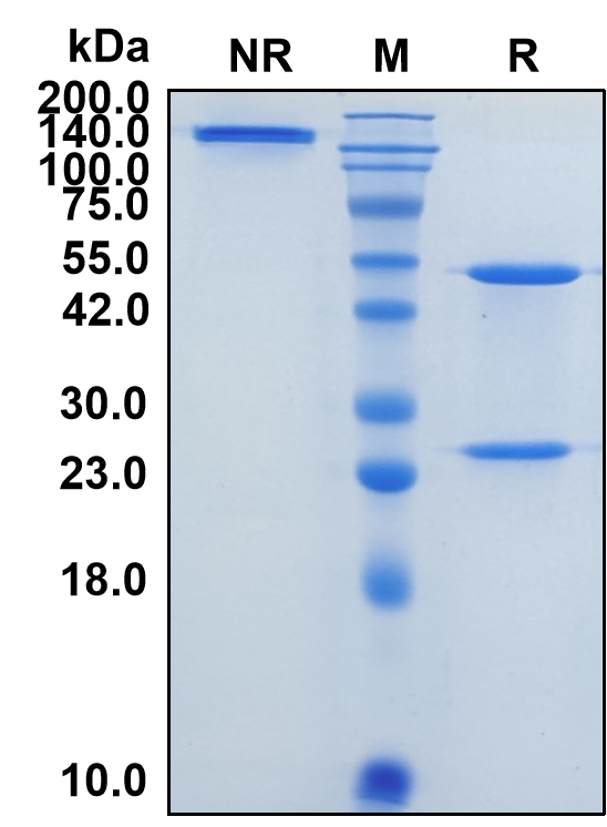 (Domagrozumab)Biosimilar Reference Antibody