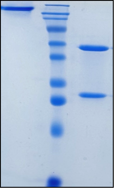(Domvanalimab)Biosimilar Reference Antibody
