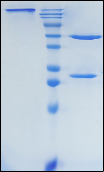 (Donanemab)Biosimilar Reference Antibody