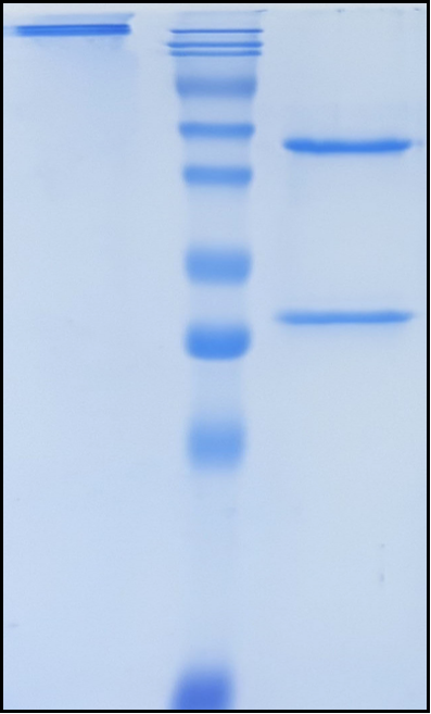 (Dostarlimab)Biosimilar Reference Antibody