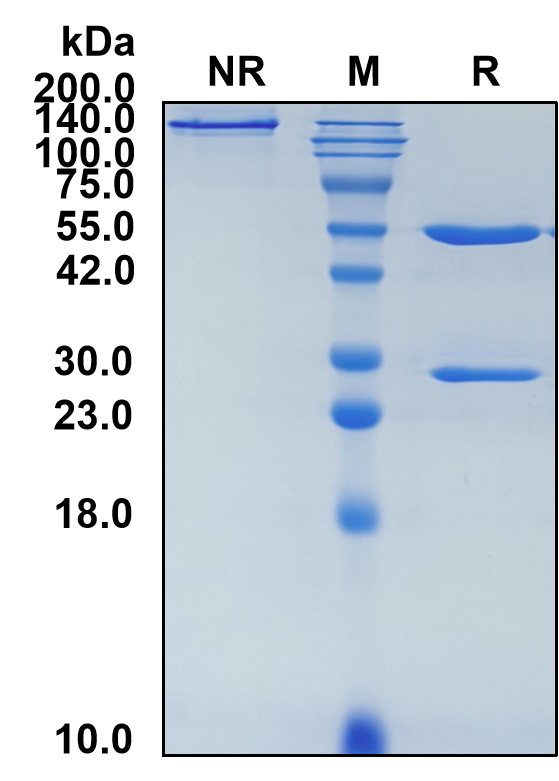 (Dresbuxelimab)Biosimilar Reference Antibody