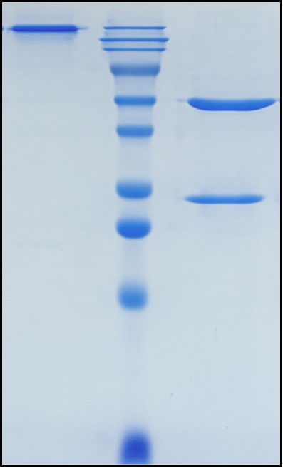 (Drozitumab)Biosimilar Reference Antibody