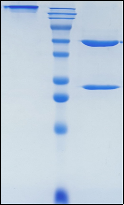 (Duligotuzumab)Biosimilar Reference Antibody