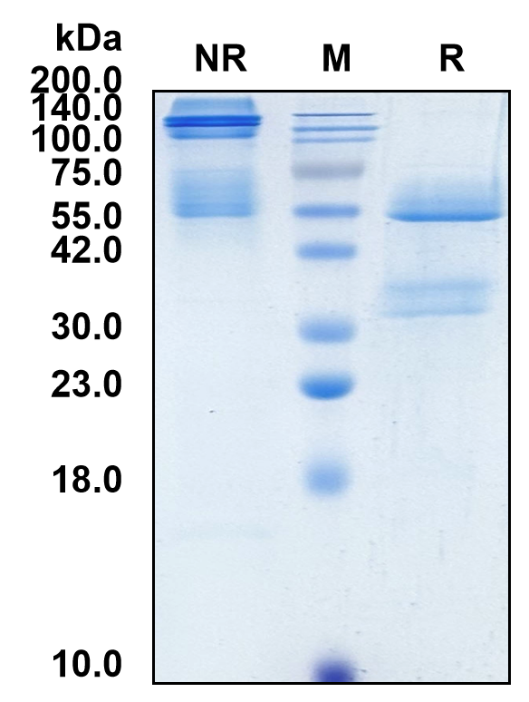 (Dupilumab)Biosimilar Reference Antibody(IL4R/CD124)(CAS NO:1190264-60-8)